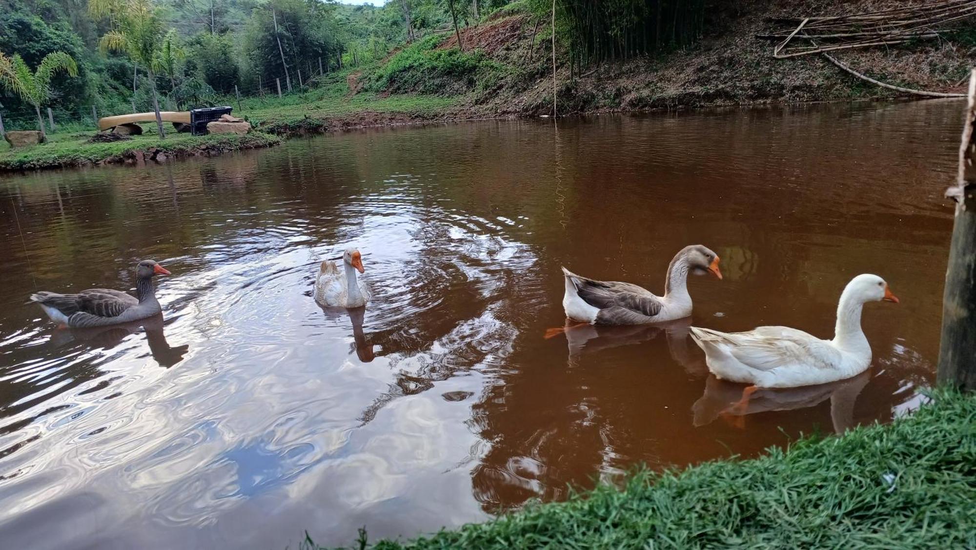 Sitio Reis Membeca Sông Paraíba do Sul Ngoại thất bức ảnh