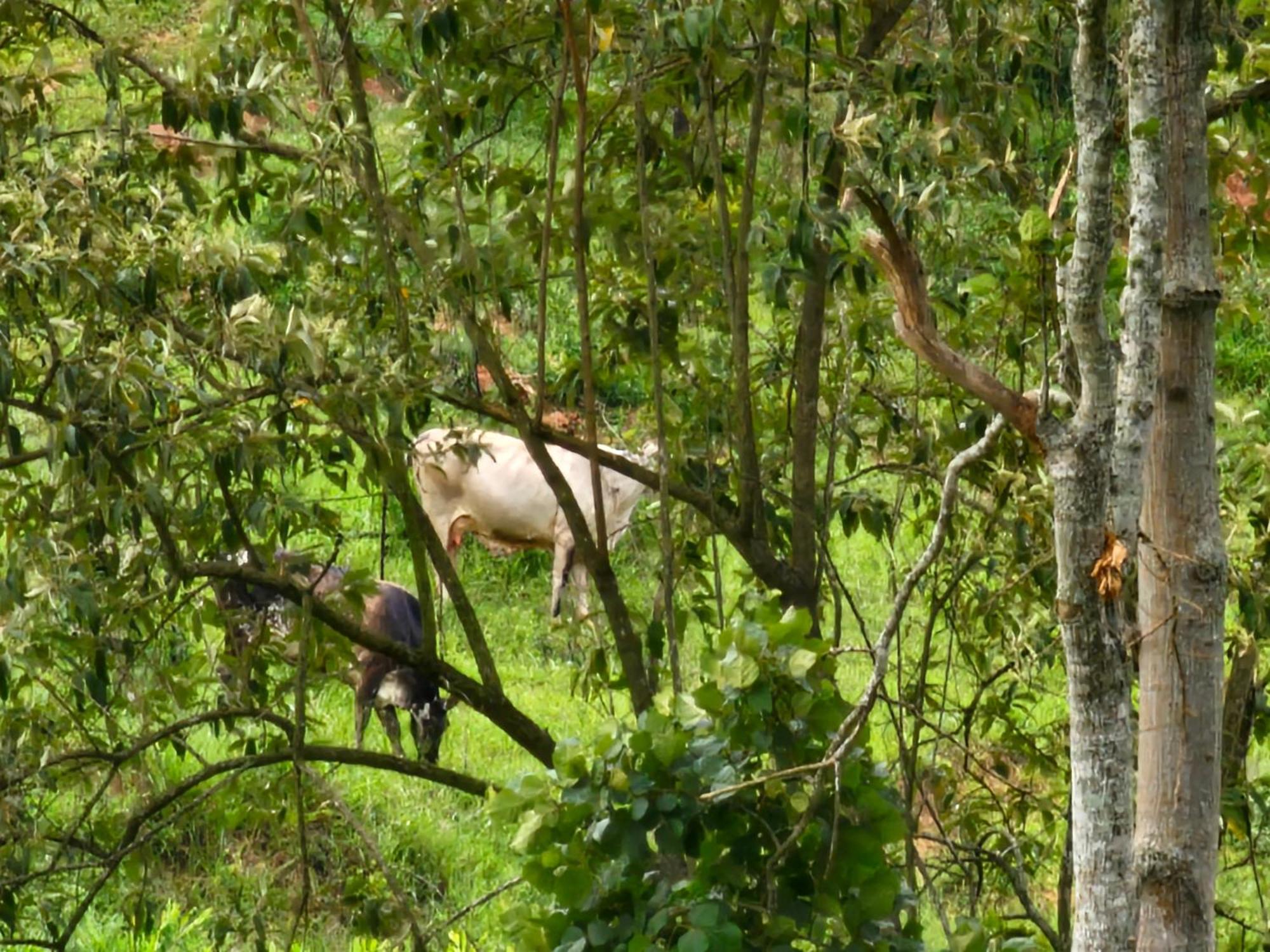 Sitio Reis Membeca Sông Paraíba do Sul Ngoại thất bức ảnh